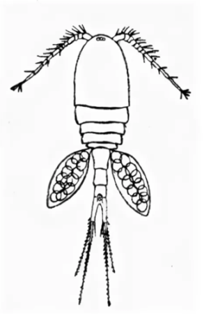 Рачок Циклоп строение