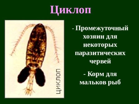 Промежуточный хозяин рачок Циклоп