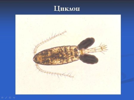 Самка циклопа