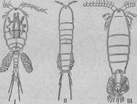 Рачок Циклоп строение
