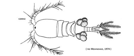 Рачок Циклоп строение