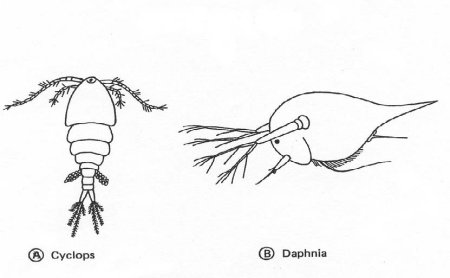 Строение дафнии и циклопа