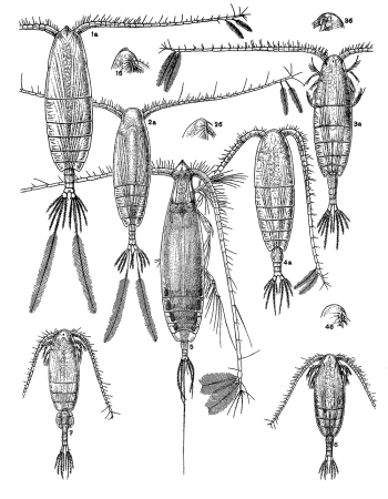 Отряд веслоногие Циклоп