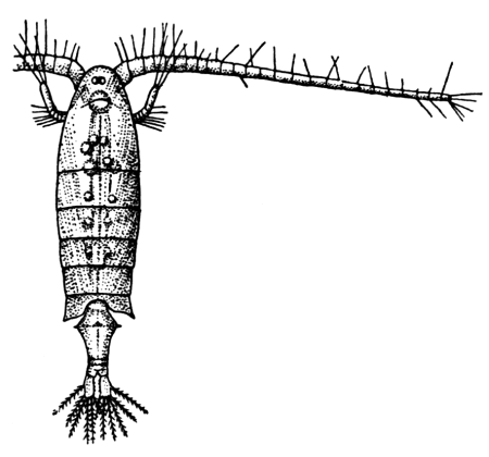 Веслоногие рачки Циклоп, диаптомус