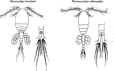 Thermocyclops oithonoides
