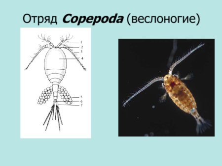 Отряд веслоногие Циклоп
