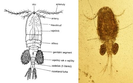 Рачок Циклоп строение