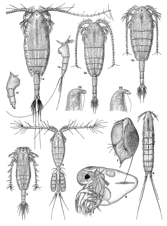 Зоопланктон Циклоп