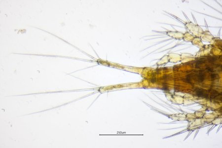 Циклоп (Cyclops strenuus)