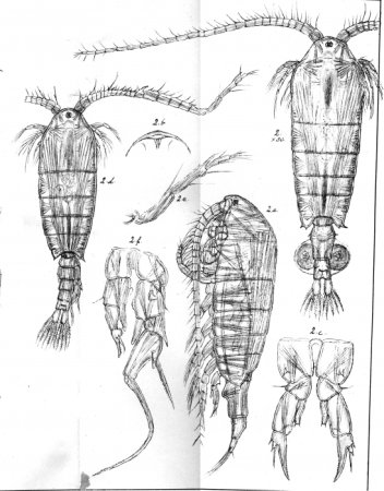 Copepoda диаптомус