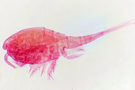 Микропрепарат 18. Циклоп (Cyclops SP.)