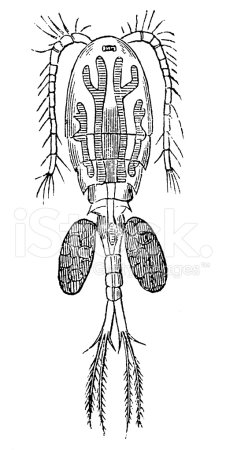 Циклоп ракообразные рисунок