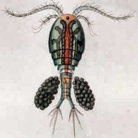 Веслоногий рачок Циклоп строение