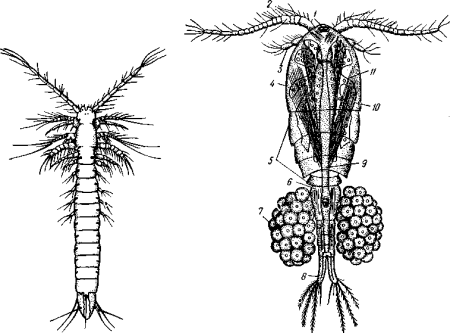 Циклоп ракообразные строение