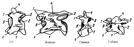 Строение грудного позвонка КРС