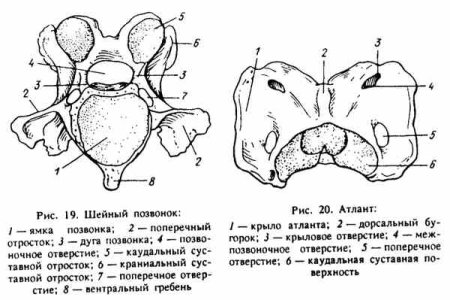 Атлант позвонок анатомия животных