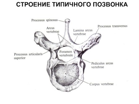 Схема строения типичного позвонка