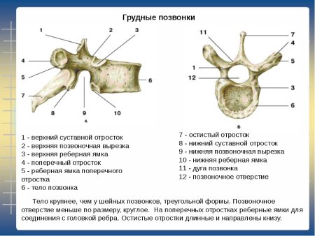 Строение грудного позвонка вид сбоку