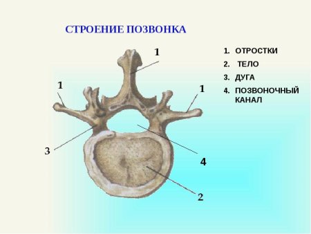 Поясничный позвонок строение анатомия