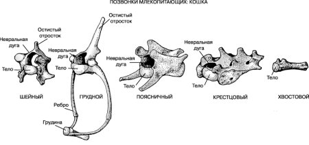 Строение позвоночника млекопитающих