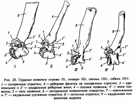 Строение грудного позвонка КРС