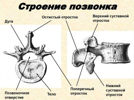 Дужки позвонков