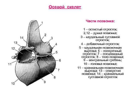 Грудной позвонок строение анатомия