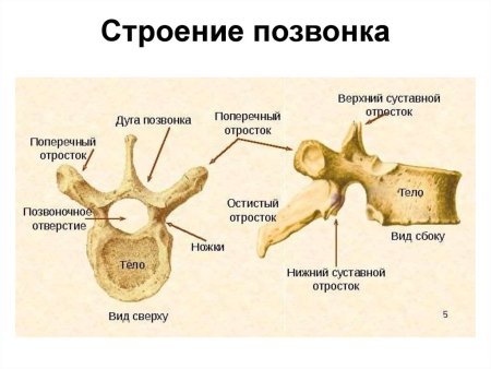 Хвостовые позвонки коровы