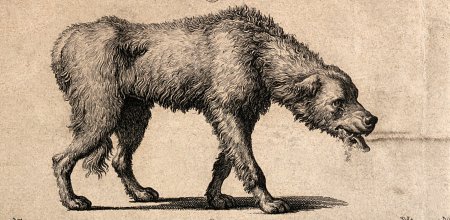 Иллюстрации Дикие животные