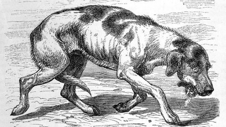 Тасманский дьявол Луни Тюнз