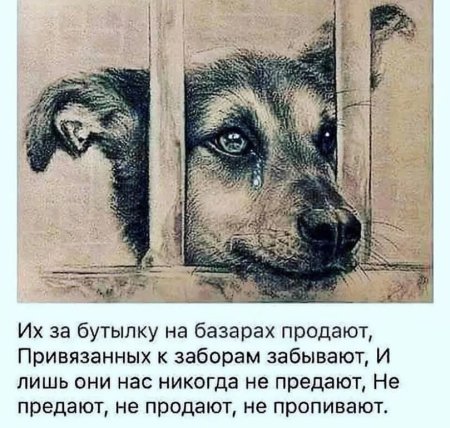 Стихи про брошенных животных