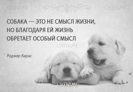 Цитаты о собаках красивые