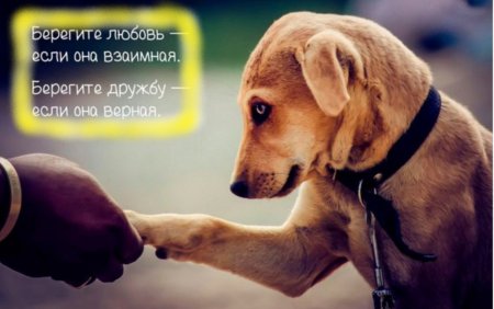 Печальный Зайка