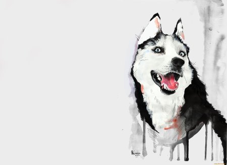 Хаски рисунок