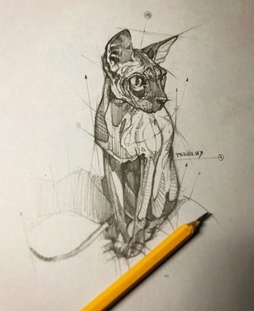 Скетч животные