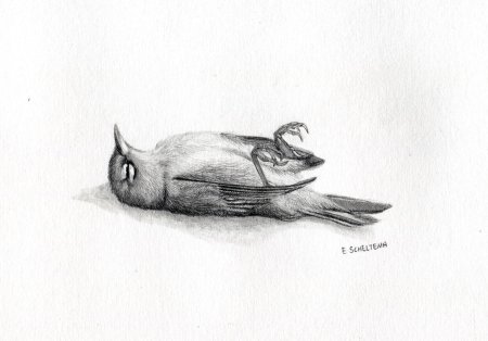 Мертвая птица рисунок