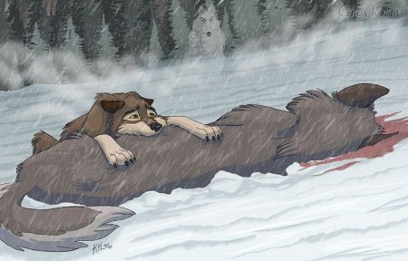 Culpeo Fox страшные лисы