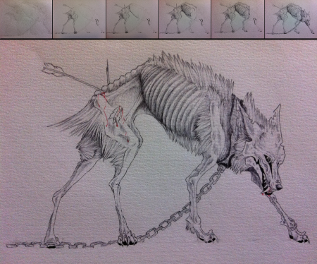 Culpeo Fox череп