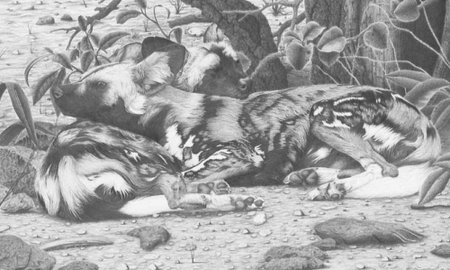 Лошадь лежит