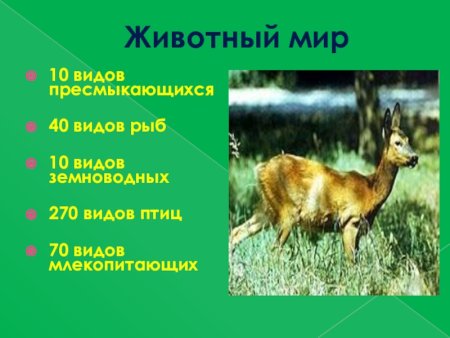 Лошади в поле раскраска для детей