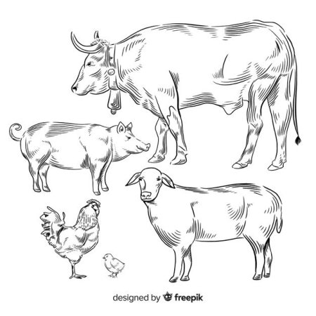 Зарисовки сельскохозяйственных животных