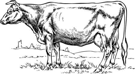 Корова эскиз