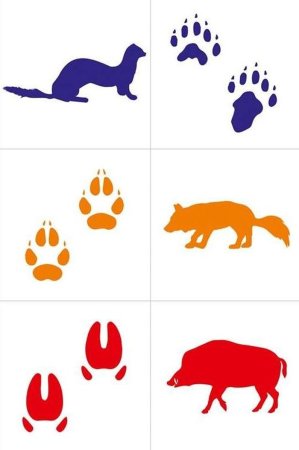 Следы лесных зверей для детей