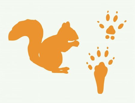 Следы зверей для детей