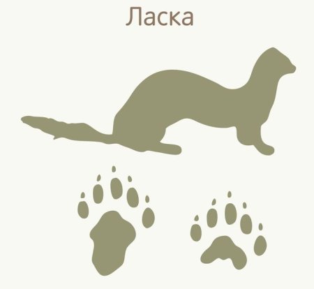Следы животных для детей