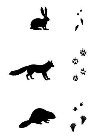 Следы диких животных в лесу