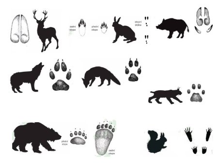 Следы животных Ленинградской области