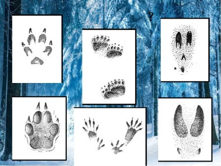 Следы зверей и птиц