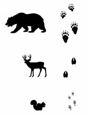 Следы зверей средней полосы России