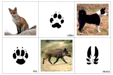 Следы домашних животных